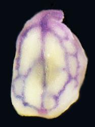 Cardamine porphyroneura. Seed with testa removed showing purple venation.
 Image: P.B. Heenan © Landcare Research 2019 CC BY 3.0 NZ